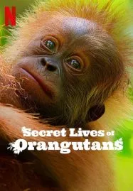 Secret Lives of Orangutans ชีวิตลับอุรังอุตัง (2024)