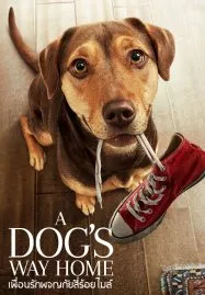 A Dog’s Way Home (2019) เพื่อนรักผจญภัยสี่ร้อยไมล์